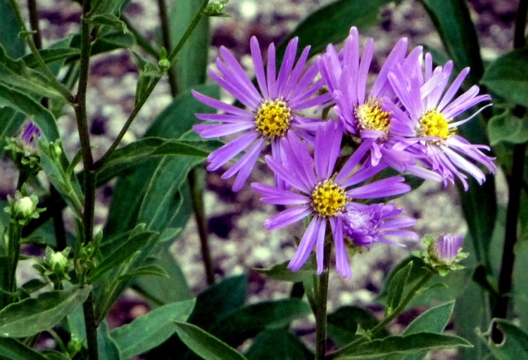 ASTER AMELLUS MIRA