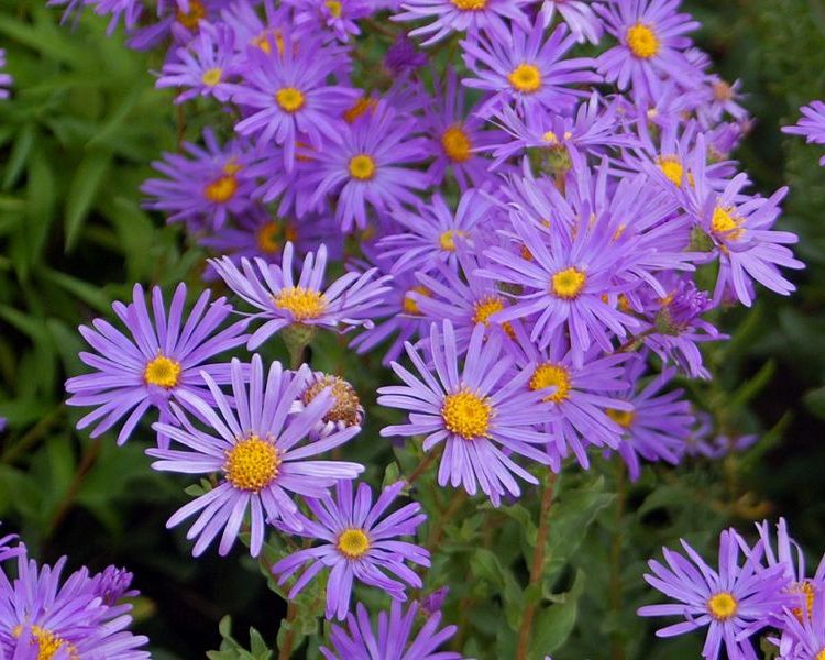 ASTER AMELLUS MIRA