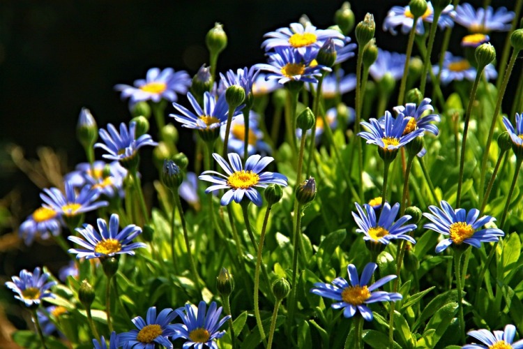 ASTER NATALENSIS
