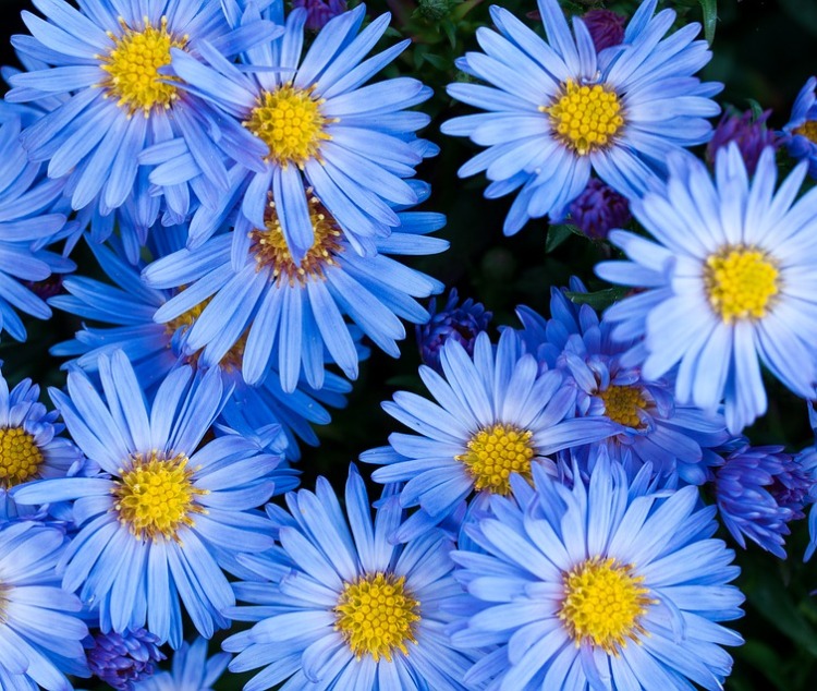 ASTER NATALENSIS