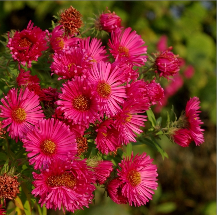 ASTER DUMOSUS JENNY