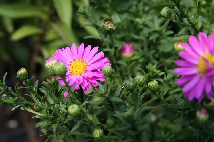 ASTER DUMOSUS ROSA