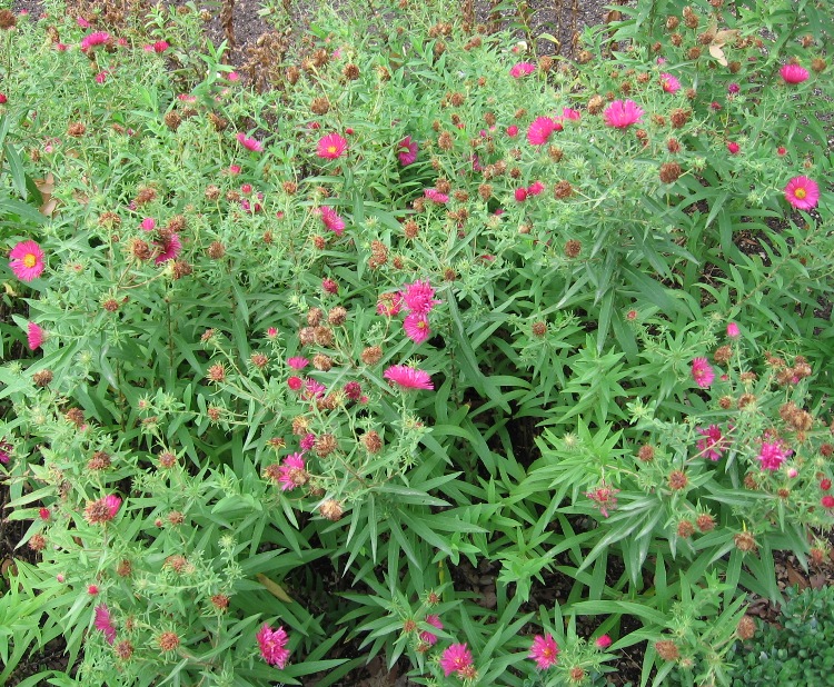 ASTER NOVAE-ANGLIAE ALMA POTSCHKE