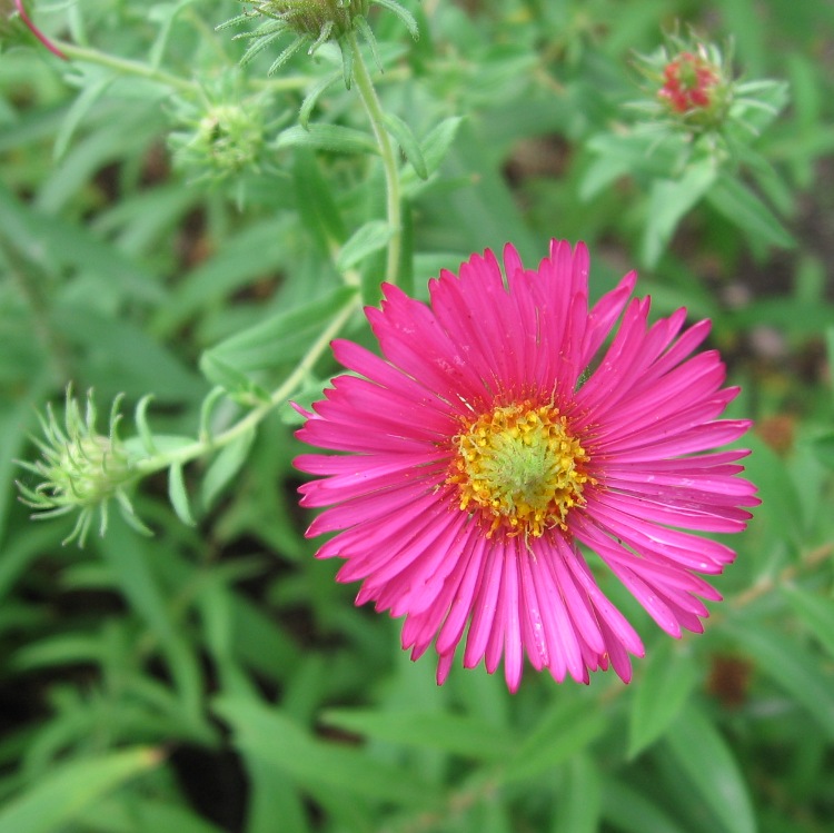 ASTER NOVAE-ANGLIAE ALMA POTSCHKE