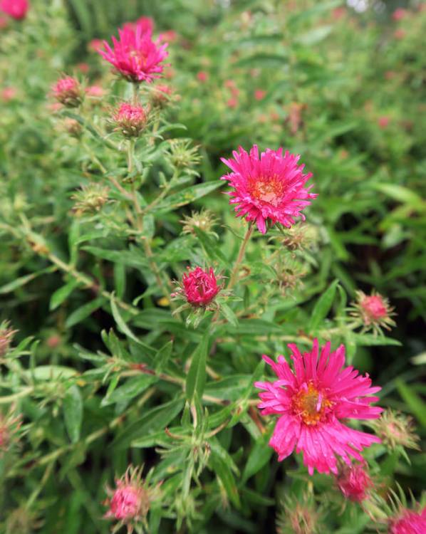 ASTER NOVAE-ANGLIAE ALMA POTSCHKE