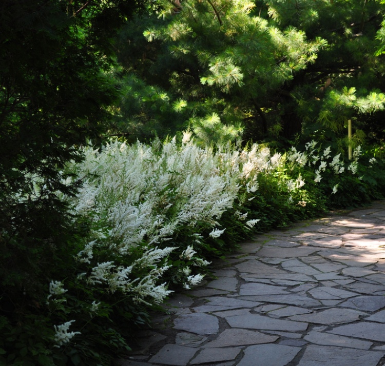 ASTILBE ARENDSII BIANCO
