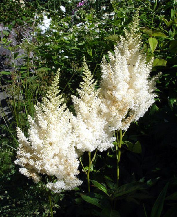 ASTILBE ARENDSII BIANCO