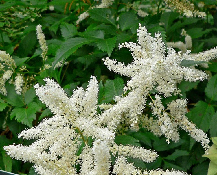 ASTILBE ARENDSII BIANCO