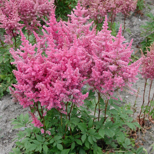 ASTILBE ARENDSII ROSA