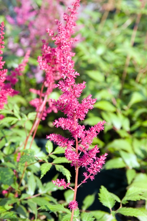 ASTILBE ARENDSII ROSA