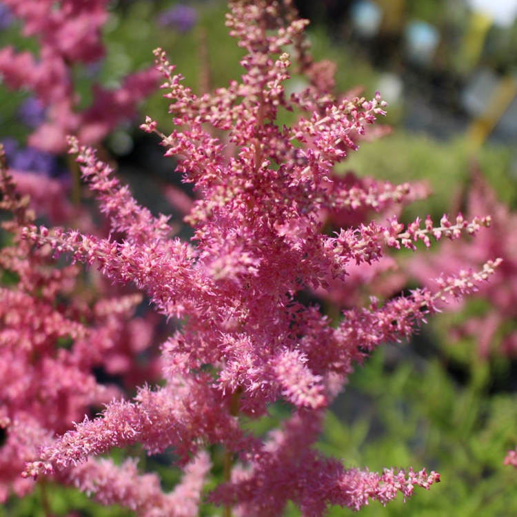 ASTILBE ARENDSII ROSA