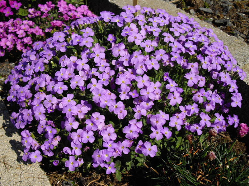 AUBRIETA HYBRIDA AXCENT DEEP PURPLE
