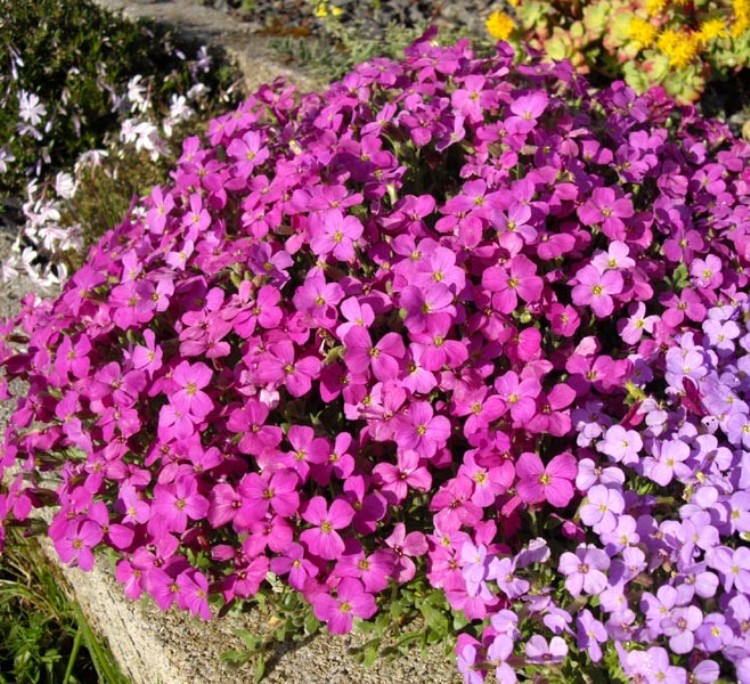 AUBRIETA CASCADE PURPUR
