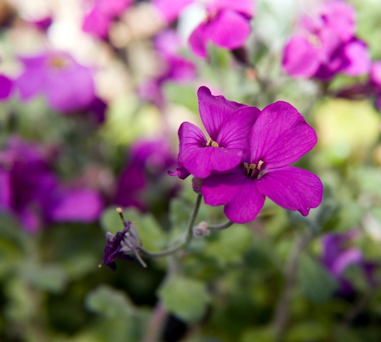 AUBRIETA CASCADE PURPUR