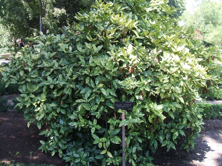 AUCUBA JAPONICA CROTONIFOLIA