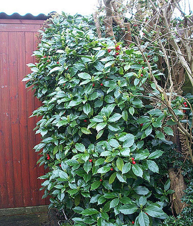 AUCUBA JAPONICA ROZANNIE