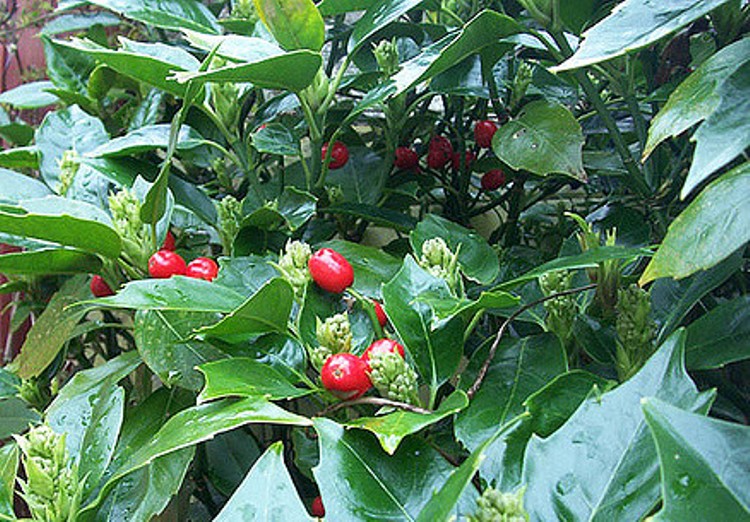 AUCUBA JAPONICA ROZANNIE