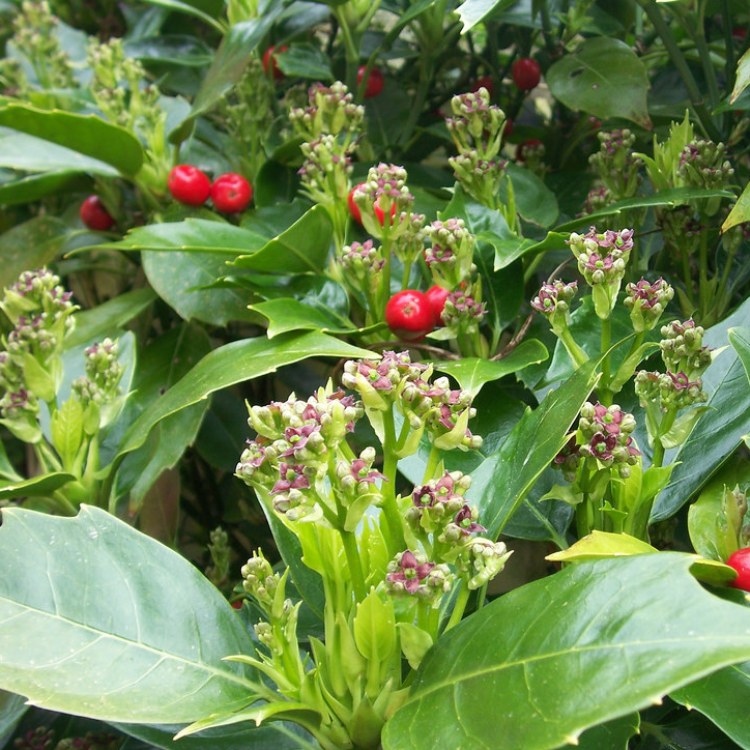 AUCUBA JAPONICA ROZANNIE