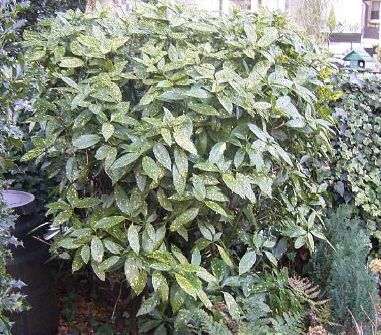 AUCUBA JAPONICA VARIEGATA