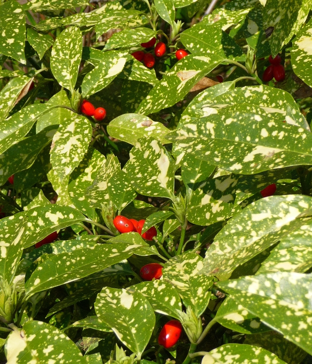 AUCUBA JAPONICA VARIEGATA
