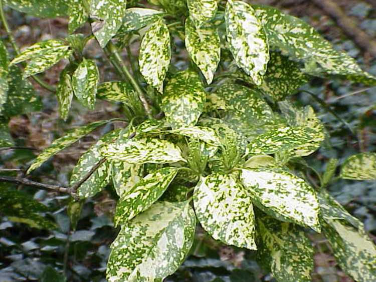 AUCUBA JAPONICA VARIEGATA