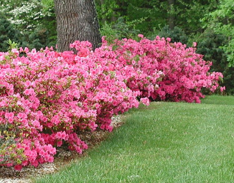 AZALEA JAPONICA