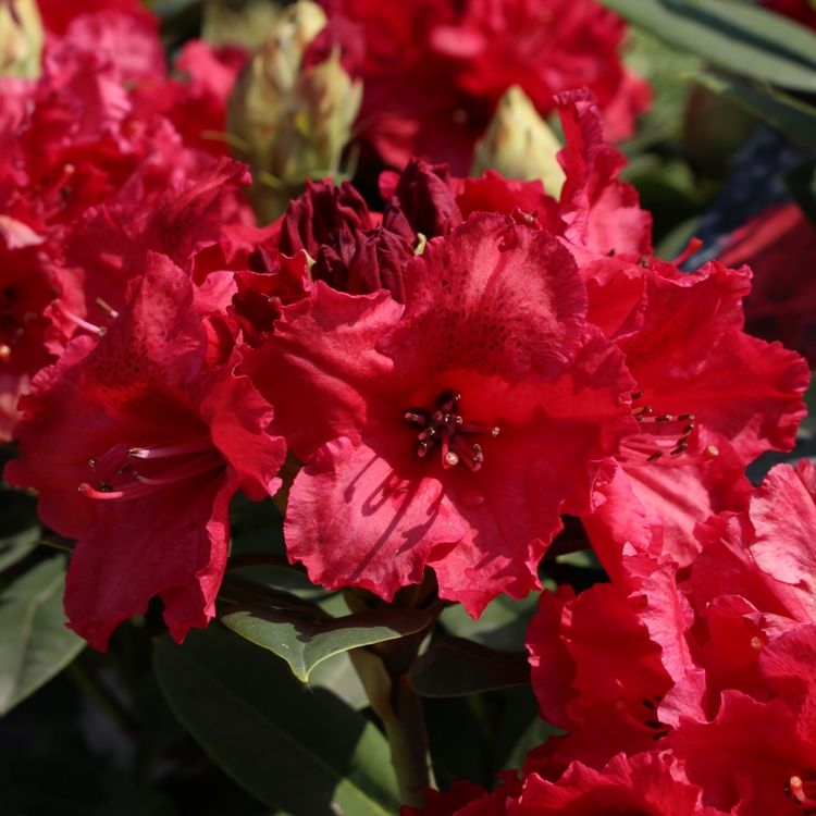 AZALEA JAPONICA