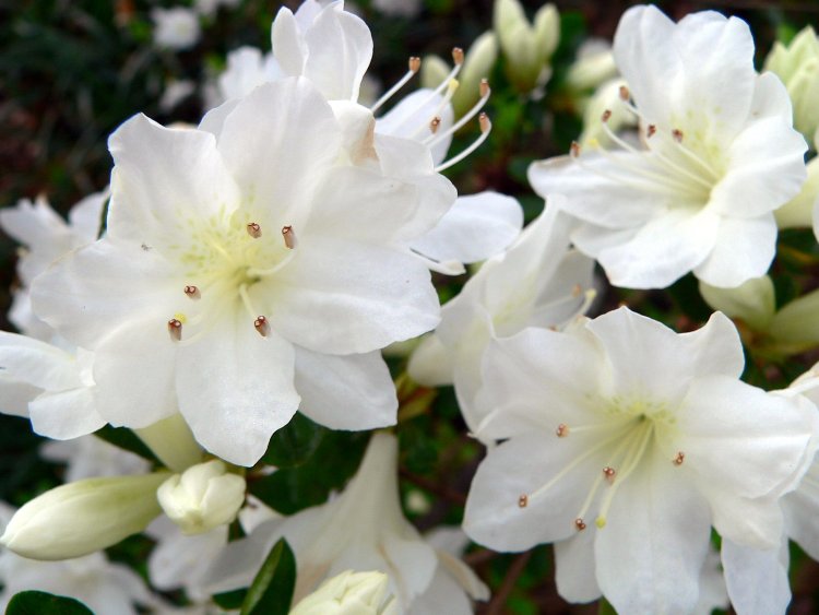 AZALEA JAPONICA
