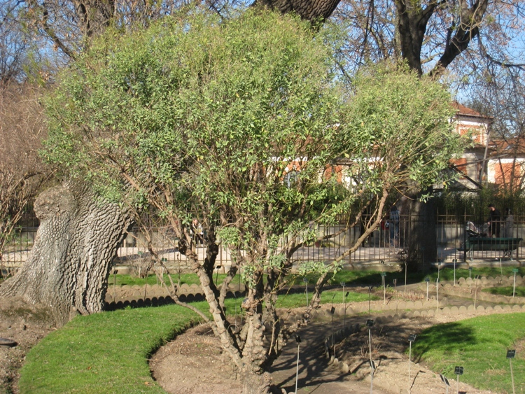 BACCHARIS HALIMIFOLIA