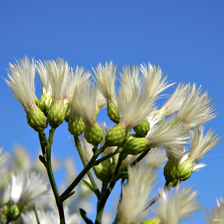 BACCHARIS HALIMIFOLIA