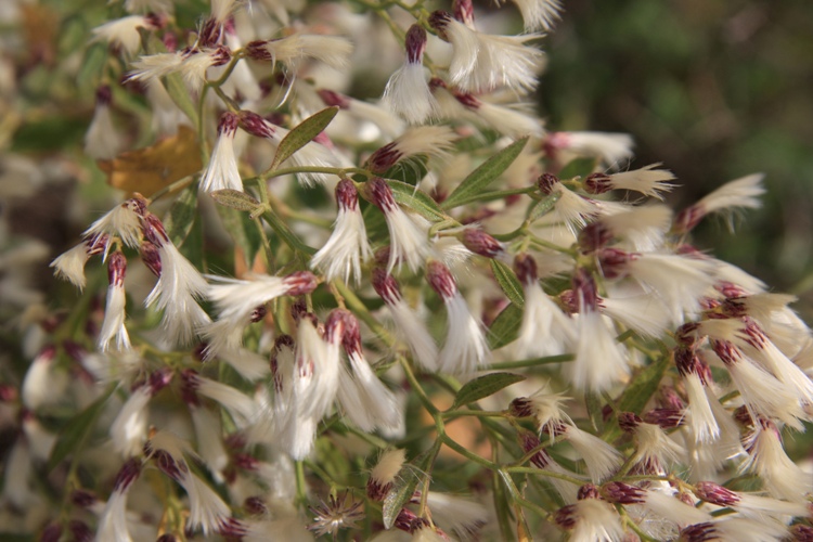 BACCHARIS HALIMIFOLIA