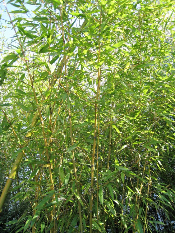 PHYLLOSTACHYS AUREA