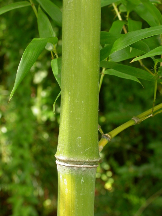 PHYLLOSTACHYS AUREA
