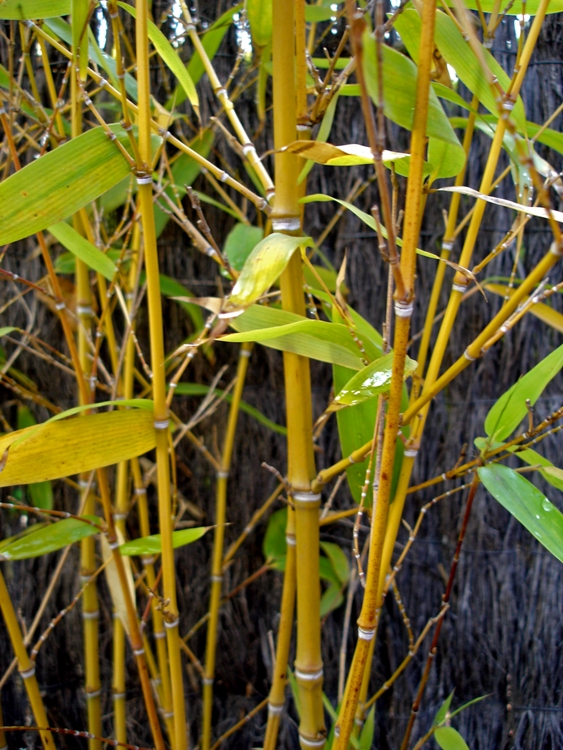 PHYLLOSTACHYS AUREA
