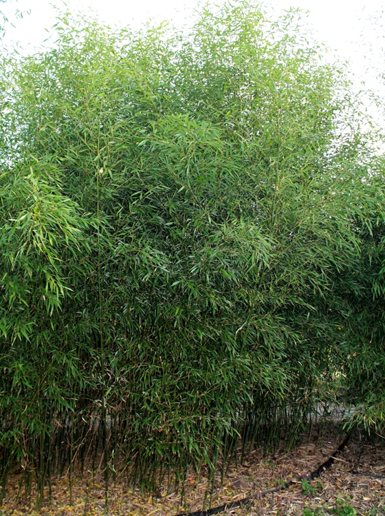 PHYLLOSTACHYS BISSETII