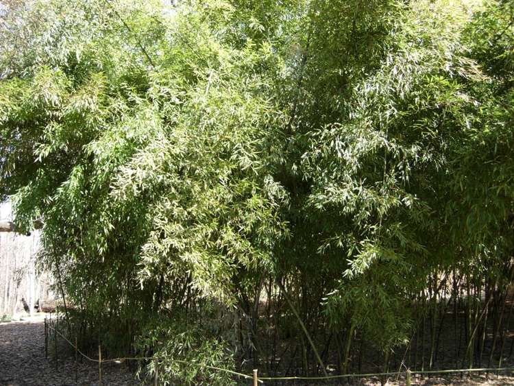 PHYLLOSTACHYS NIGRA