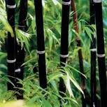 PHYLLOSTACHYS NIGRA