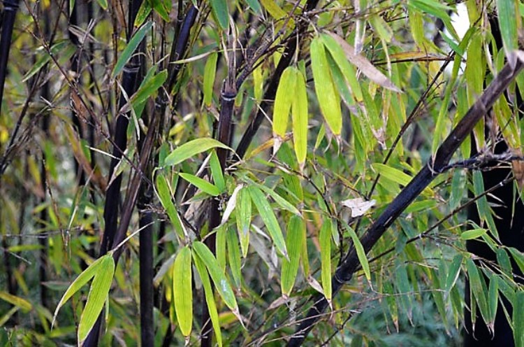 PHYLLOSTACHYS NIGRA