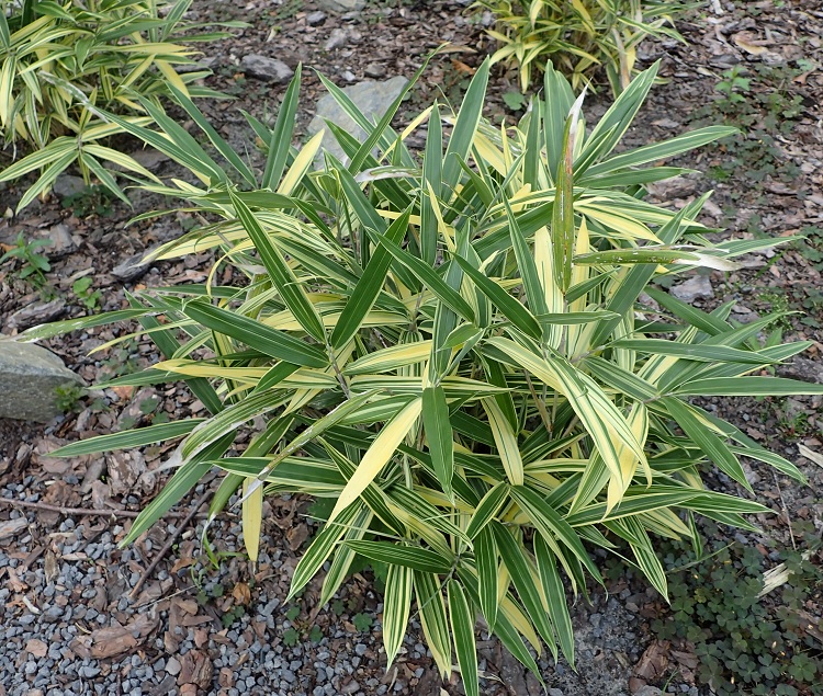 SASAELLA MASAMUNEANA AUREOSTRIATA
