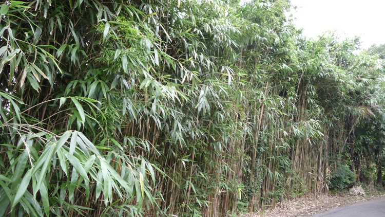 PSEUDOSASA JAPONICA METAKE