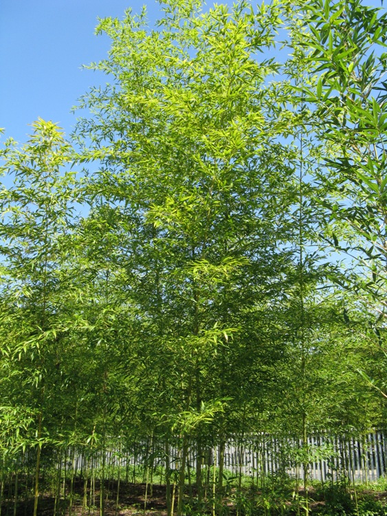 SEMIARUNDINARIA FASTUOSA
