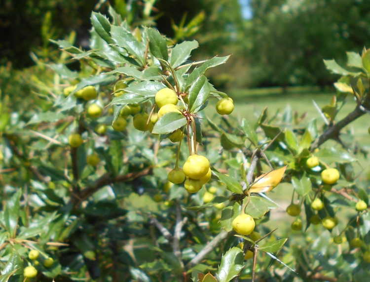 BERBERIS CANDIDULA JYTTE