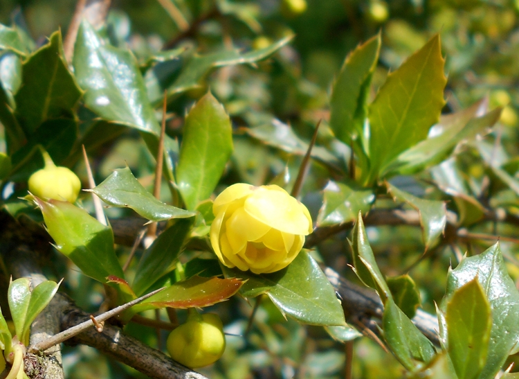 BERBERIS CANDIDULA JYTTE