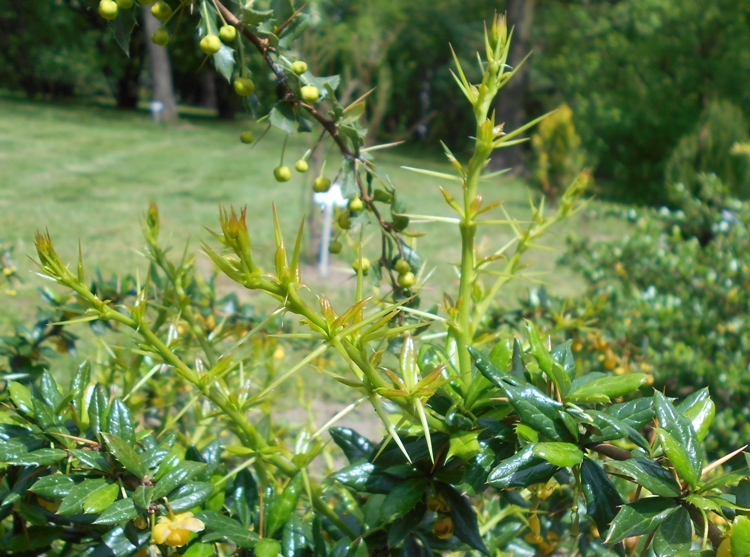 BERBERIS CANDIDULA JYTTE