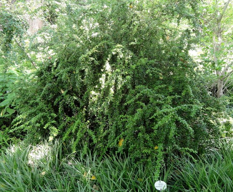 BERBERIS GAGNEPAINII