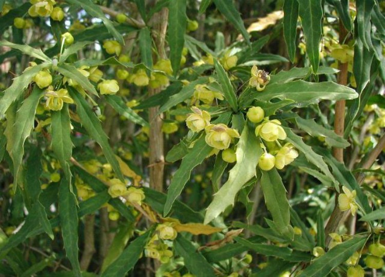BERBERIS GAGNEPAINII