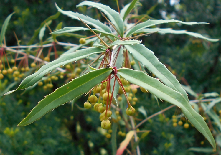 BERBERIS GAGNEPAINII