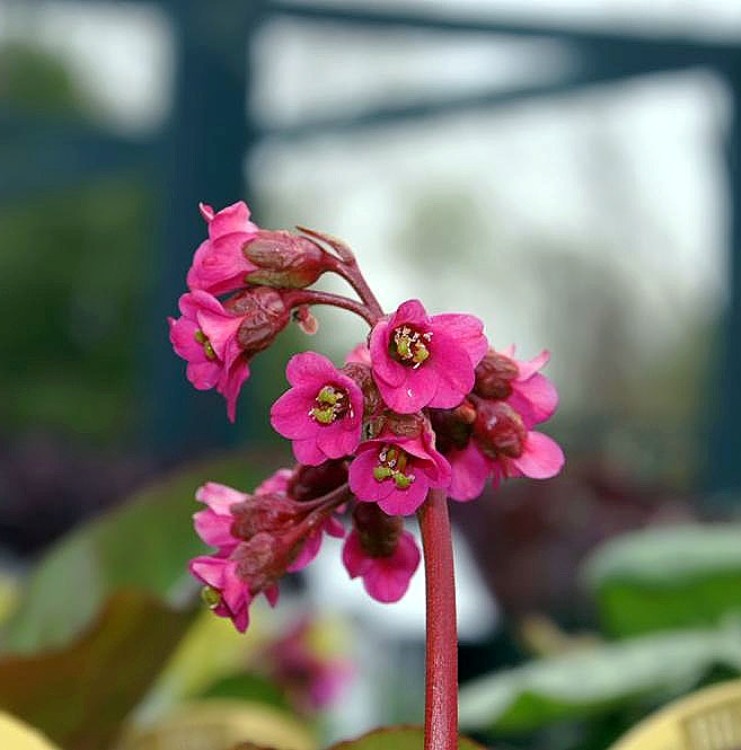 BERGENIA CORDIFOLIA WINTERGLUT