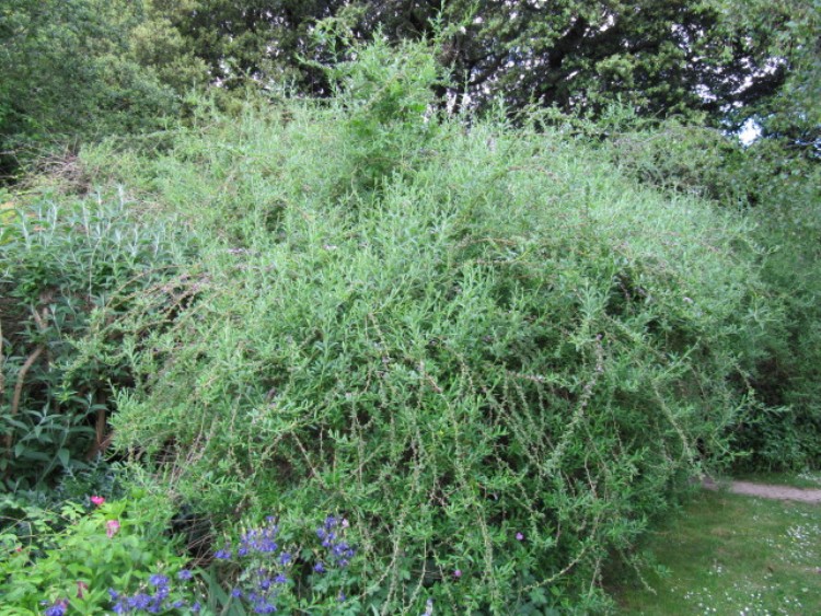 BUDDLEJA ALTERNIFOLIA