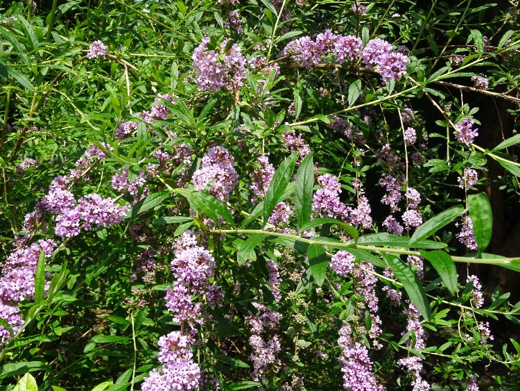 BUDDLEJA ALTERNIFOLIA